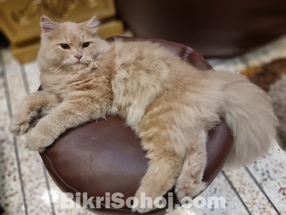 Persian Cat Male 7m